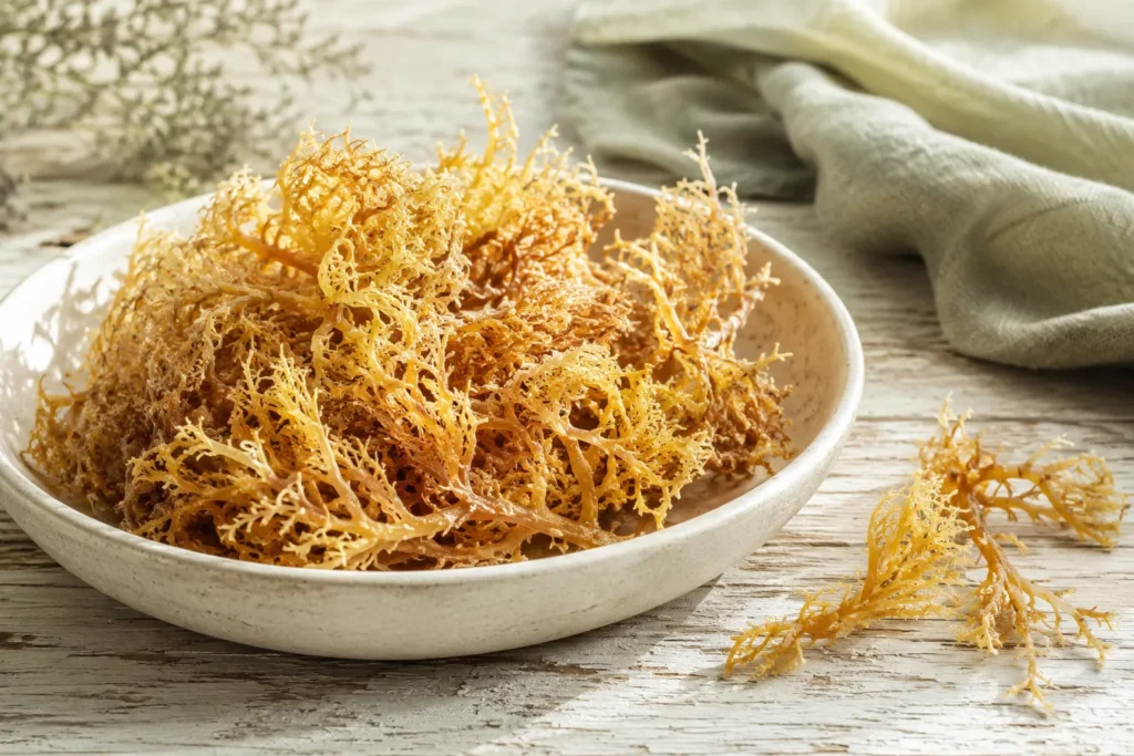 dried irish sea moss, the red algae used in sea moss supplements